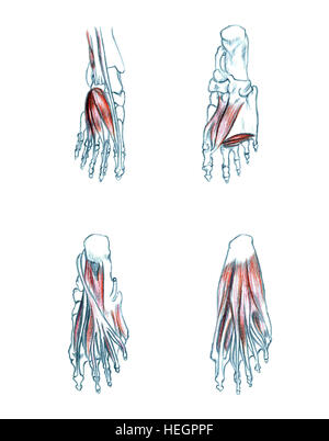 Muscles du pied, à la main dessin illustration médicale avec imitation de la lithographie Banque D'Images