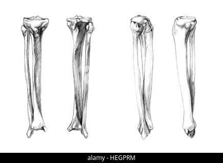 Les os de la jambe (tibia, péroné), faites à la main dessin illustration médicale avec imitation de la lithographie Banque D'Images