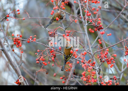 Pinsons assis sur les branches d'un arbre et mange le Rowan berries Banque D'Images