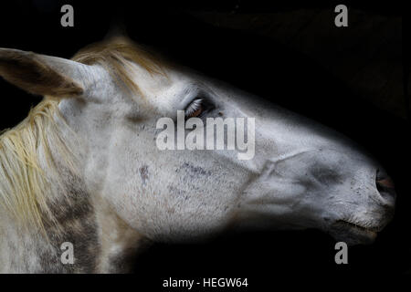 Tête de cheval blanc sur noir isolé Banque D'Images