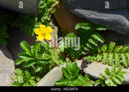 Silverweed, Potentilla anserina, wildflower, Carrick, Dumfries et Galloway, Écosse Banque D'Images