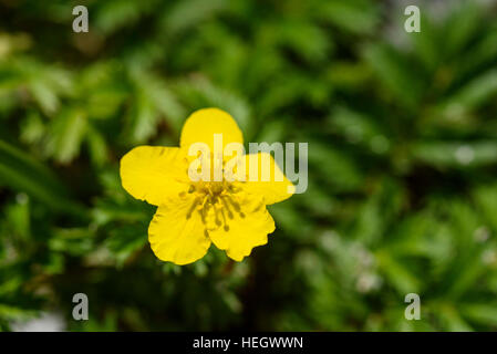 Silverweed, Potentilla anserina, wildflower, Carrick, Dumfries et Galloway, Écosse Banque D'Images