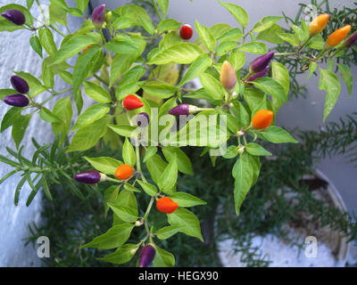 L'usine de piments chili avec divers degrés de maturité Banque D'Images