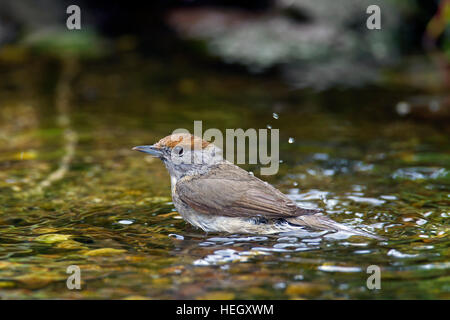 Eurasian blackcap (Sylvia atricapilla) femmes baignant dans l'eau peu profonde de brook Banque D'Images