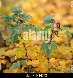 Cynorhodon / rose haws de Rosa espèce en automne Banque D'Images