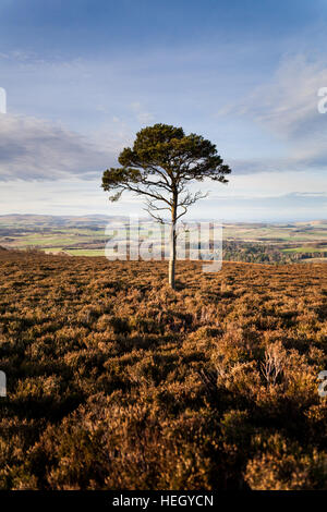 Le pin sylvestre solitaire sur la lande au-dessus Hepburn surplombant les champs et distant Cheviot Hills dans le Northumberland Banque D'Images