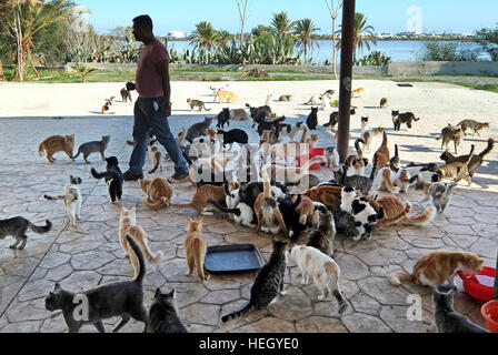 Les volontaires des amis de Larnaca Cats nourrissent des chats isolés à côté de la mosquée Hala Sultan Tekke sur les rives du lac Larnaca, à Chypre. Banque D'Images