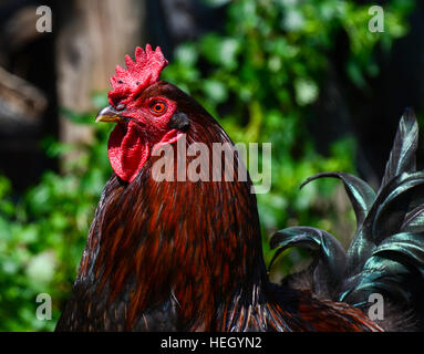 Le coq sur l'élevage de poulets. Banque D'Images