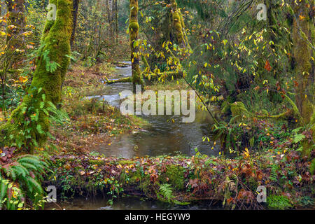 USA (Oregon), Cascades, Wildwood Recreation Site, d'un ruisseau s'écoule à travers forêt d'automne après de fortes pluies. Banque D'Images