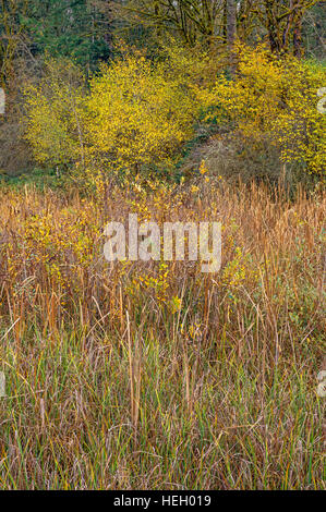 USA (Oregon), Cascades, Wildwood, site de loisirs et de marais à quenouilles, forêt en automne. Banque D'Images