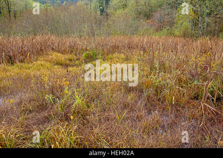 USA (Oregon), Cascades, Wildwood, site de loisirs et de marais à quenouilles, forêt en automne. Banque D'Images