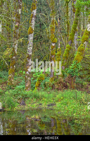 USA (Oregon), Cascades, Wildwood Recreation Site, abondante plantation de l'aulne rouge se développe dans la zone inondée en saison. Banque D'Images