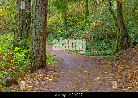 USA, Washington, Camas, Parc Lacamas, sentier à travers forêt d'automne avec le sapin de Douglas, de l'érable et de fougères. Banque D'Images