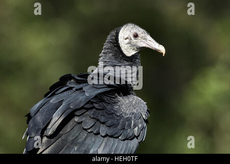 L'Urubu noir américain au Centre pour les oiseaux de proie le 15 novembre 2015 dans Awendaw, SC. Banque D'Images