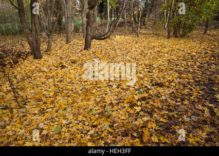 Domaine de l'automne, les feuilles d'érable sur le sol dans les bois Banque D'Images