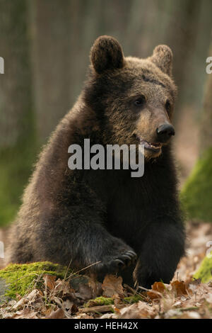 Ours brun européen Europaeischer / Braunbaer ( Ursus arctos ), assis sur le sol d'une forêt de feuillus, jouant dans les feuilles sèches. Banque D'Images