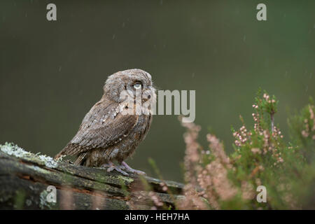 Eurasian Scops Owl ( Otus scops ), assis sur un morceau de bois pourri, drôle de petit oiseau, l'air ennuyé un jour de pluie. Banque D'Images