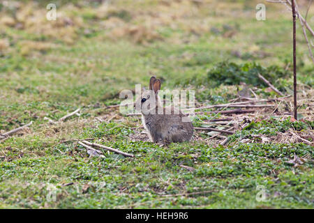 Lapin de garenne (Oryctolagus cuniculus). Sevré, indépendant, juvénile ou immature, jeune animal, dans l'open des prairies. en bref Banque D'Images