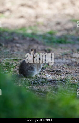 Lapin (Oryctolagus cuniculus). Jeune animal dans un champ de céréales semées à l'automne. Ingham. Le Norfolk. Banque D'Images