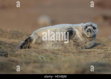 Donna Nook bébé phoque gris au cours de la saison de mise bas. Banque D'Images