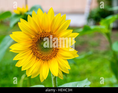 Dans la cour extérieure de tournesol Banque D'Images