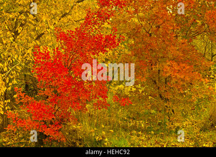 Autumn colors of Red Smoke Tree and yellow Cottonwoods, USA Banque D'Images