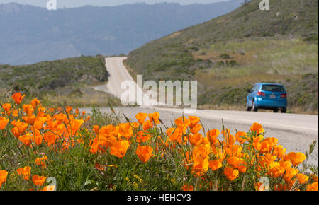 Le pavot à opium des fleurs au printemps le long de la route nationale 101, Autoroute de la côte Pacifique, PCH, Californie,USA,United States of America Banque D'Images