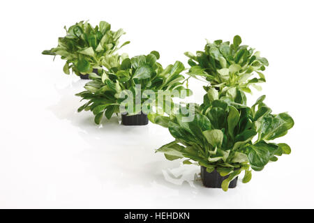 Domaine de la Salade, la mâche ou salade de maïs (Valerianella locusta) croissant dans quatre petits pots en plastique noir Banque D'Images