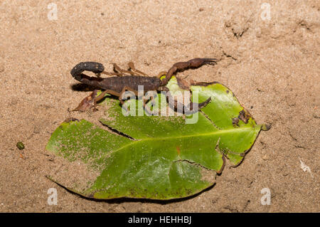 Scorpions en deffend position prêt à attaquer, à évincer les arachnides de l'ordre des Scorpionides, Parc National de Masoala, province de Toamasina, Madagascar wild Banque D'Images