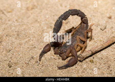 Scorpions en deffend position prêt à attaquer, à évincer les arachnides de l'ordre des Scorpionides, Parc National de Masoala, province de Toamasina, Madagascar wild Banque D'Images