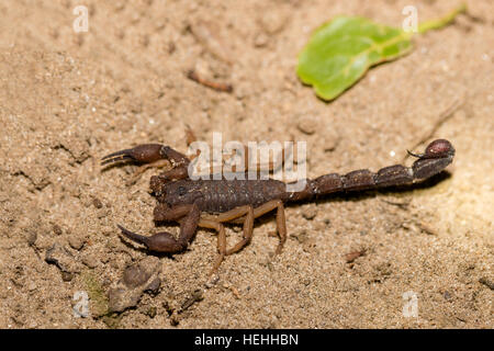 Scorpions en deffend position prêt à attaquer, à évincer les arachnides de l'ordre des Scorpionides, Parc National de Masoala, province de Toamasina, Madagascar wild Banque D'Images