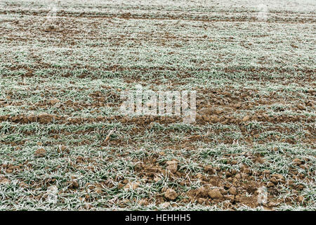 Les jeunes dans les cultures de blé gelé champ agricole couvert de gel au début de l'hiver matin Banque D'Images