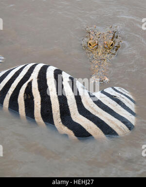 À propos de crocodile commencer à manger un zèbre flottant dans une rivière Banque D'Images