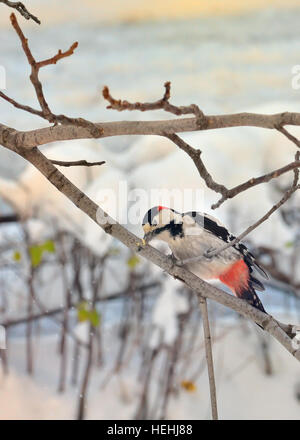 Pic épeiche mâle et coincé dans l'arbre brunch Banque D'Images