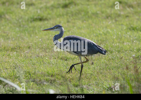 Héron cendré Ardea cinerea immatures ; seul debout sur une jambe, Cornwall, UK Banque D'Images