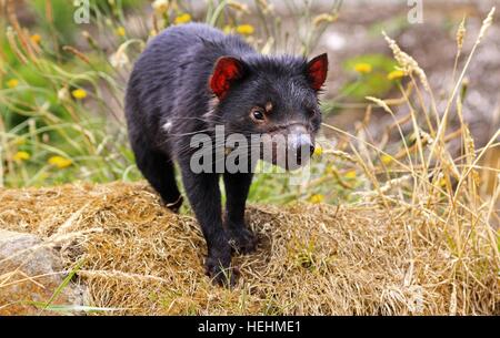 Taz le Tasmanian Devil Protected Animal gros plan Portrait en attente de repas dans le sanctuaire de la faune près de Hobart, en Australie Banque D'Images