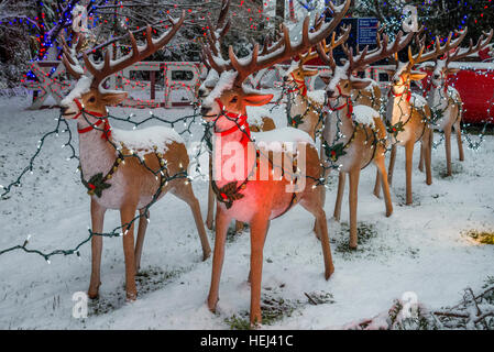 Affichage lumineux de Noël, soirées dans le parc Stanley, Vancouver, Colombie-Britannique, Canada. Banque D'Images