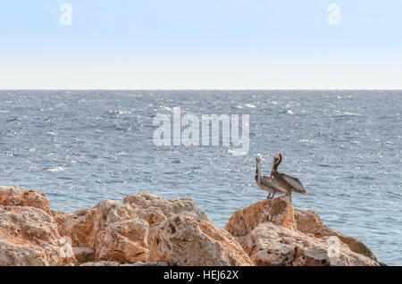 Couple de Pelican sur un rocher dans les Caraïbes. Mer de Curaçao comme arrière-plan Banque D'Images