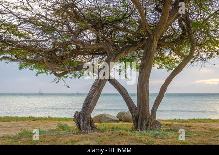 Bel arbre exotique sous la magie heure d'or contre la mer d'azur et le ciel bleu, les îles des Caraïbes Banque D'Images