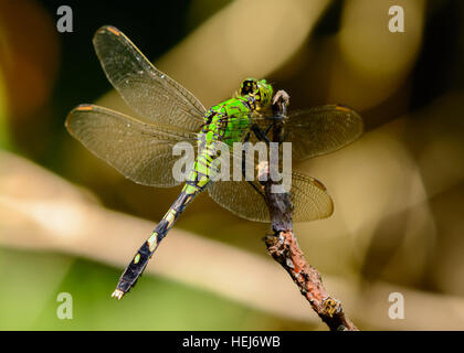 L'Pondhawk femme libellule (Erythemis simplicicollis). Les yeux vert vif, vert émeraude corps Banque D'Images