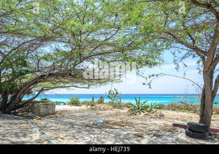 Regardant à travers les palétuviers dans Mangel Halto beach à Aruba Banque D'Images