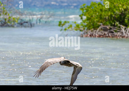 Pelican survolant la plage à Aruba Île à la mer des Caraïbes Banque D'Images