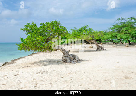 Le célèbre arbre Divi Divi Aruba qui est naturel du compas, toujours orienté dans une direction sud-ouest en raison de les alizés qui soufflent à travers l'i Banque D'Images