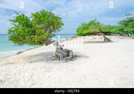 Le célèbre arbre Divi Divi Aruba qui est naturel du compas, toujours orienté dans une direction sud-ouest en raison de les alizés qui soufflent à travers l'i Banque D'Images