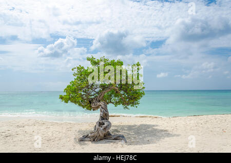 Le célèbre arbre Divi Divi Aruba qui est naturel du compas, toujours orienté dans une direction sud-ouest en raison de les alizés qui soufflent à travers l'i Banque D'Images