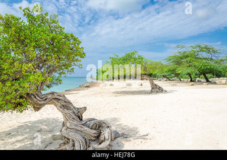 Le célèbre arbre Divi Divi Aruba qui est naturel du compas, toujours orienté dans une direction sud-ouest en raison de les alizés qui soufflent à travers l'i Banque D'Images