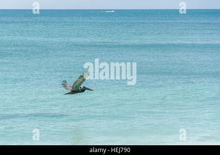 Pelican survolant la plage à Aruba Île à la mer des Caraïbes Banque D'Images