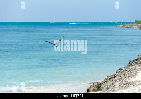 Pelican survolant la plage à Aruba Île à la mer des Caraïbes Banque D'Images