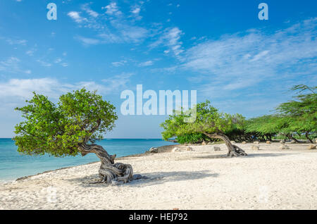 Le célèbre arbre Divi Divi Aruba qui est naturel du compas, toujours orienté dans une direction sud-ouest en raison de les alizés qui soufflent à travers l'i Banque D'Images