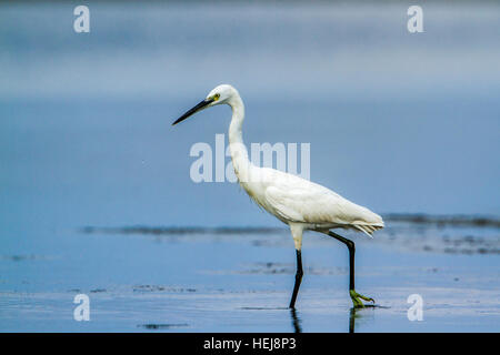 L'aigrette garzette Kalpitiya lagoon, Sri Lanka ; espèce Egretta garzetta famille des Ardeidae Banque D'Images